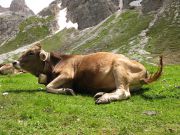 Lehmä vuoristolaitumella